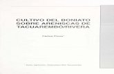 Bd 77. Cultivo del boniato sobre areniscas de Tacuarembó/Rivera