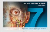 LAtlas danatomie humaine de Visible Body: Version en ligne