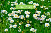Flora tossal (1)