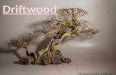 Driftwood - Exoaquaristic