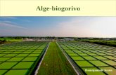 Alge biogorivo