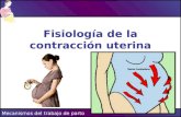 FISIOLOGIA contraccion-uterina