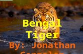 Bengal tiger jon gonzalez