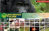 Gorilla safari Bwindi