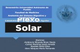 Plexo solar