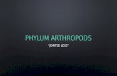 Phylum arthropoda characteristics