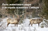 Роль животного мира в истории освоения Сибири