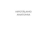 Hipotalamo anatomia (pp tshare)