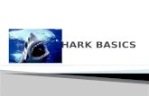 Shark basics
