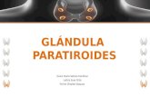 Glándula paratiroides