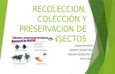 Recoleccion, colección y preservacion de insectos