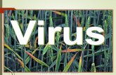 Virus sjukdomar hos växter , sarbast wali