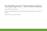 subphylum vertebrados