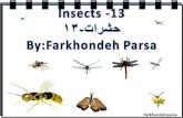 Insects  13