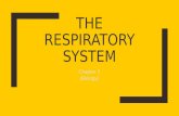 Ch.5. the respiratory system