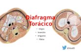 Diafragma torácico