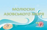 Молюски Азовського моря