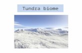 6 tundra biome