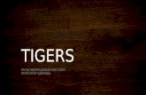 Tigers презентация 97