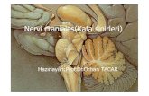 Nervi craniales(Kafa sinirleri)
