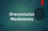 Dracunculus medinensis
