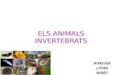 Els animals invertebrats. Grup Agnès