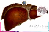 Hepatic Encephalopathy (HE) in pashto