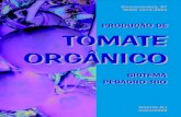 Cultivo do Tomate organico