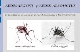 Manual acerca del aedes aegypti y aedes albopictus.