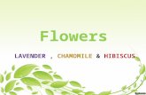 Flowers ( lavender , chamomile & Hibiscus)