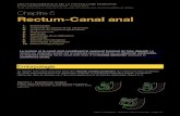 Rectum et canal anal