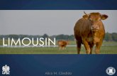 Limousin - Raça Bovina