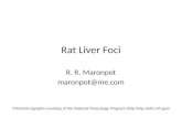 Rat Liver Foci