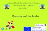 Drawings of the herbs