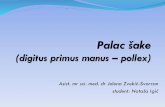 Palac - digitus primus manus – pollex