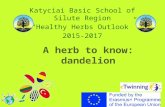 A herb to know: dandelion