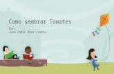 Como sembrar tomates
