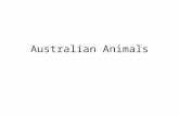 Australian animalsluimi