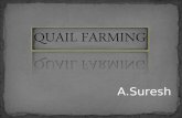 Quail farming