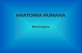 meningitis-anatomía humana
