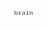 Brain & Mind | ING 101