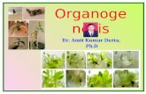Organogenesis - Dr Amit Kr Dutta
