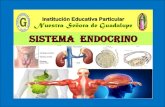 Sistema  endocrino