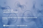 Antibody Customer Review for Ribosomal Protein S3 Polyclonal Antibody (STJ95499)