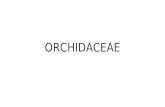Orchidaceae.pptx aa completo2