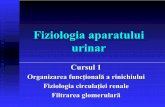 Organizarea functionala a rinichiului. Fiziologia circulatiei renale ...