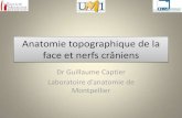 Anatomie topographique de la face et nerfs crâniens