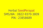 Hub: 0822-9370-3809 Seedperapat, seed perapat, seed perapat herbal, manfaat seedperapat, khasiat seedperapat, harga seedperapat