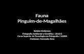 Fauna - Pinguim-de-Magalhães