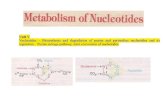 Dr. Prabhakar Singh SEM-III_Nucleiotide Metabolism
